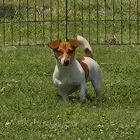 Sis E Bear, a female Jack Russell Terrier for sale in Glenpool, OK – Photo 3 of 6