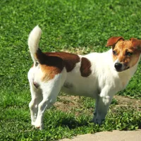 Sis E Bear, a female Jack Russell Terrier for sale in Glenpool, OK – Photo 5 of 6