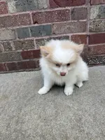 Cottonball, a male Pomeranian for sale in Orland Park, IL – 2 of 2