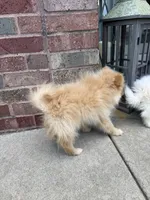 Wheezy , a male Pomeranian for sale in Orland Park, IL – 3 of 4