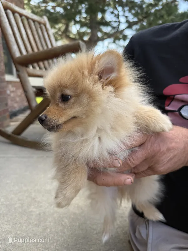 Wheezy  – Pomeranian puppy for sale in Orland Park, IL