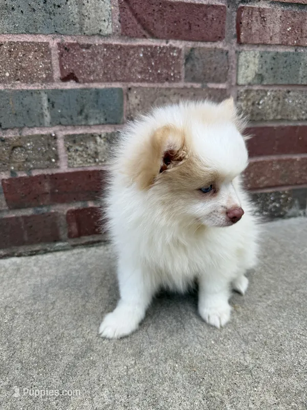 Cottonball – Pomeranian puppy for sale in Orland Park, IL