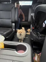 Wheezy , a male Pomeranian for sale in Orland Park, IL – 2 of 4
