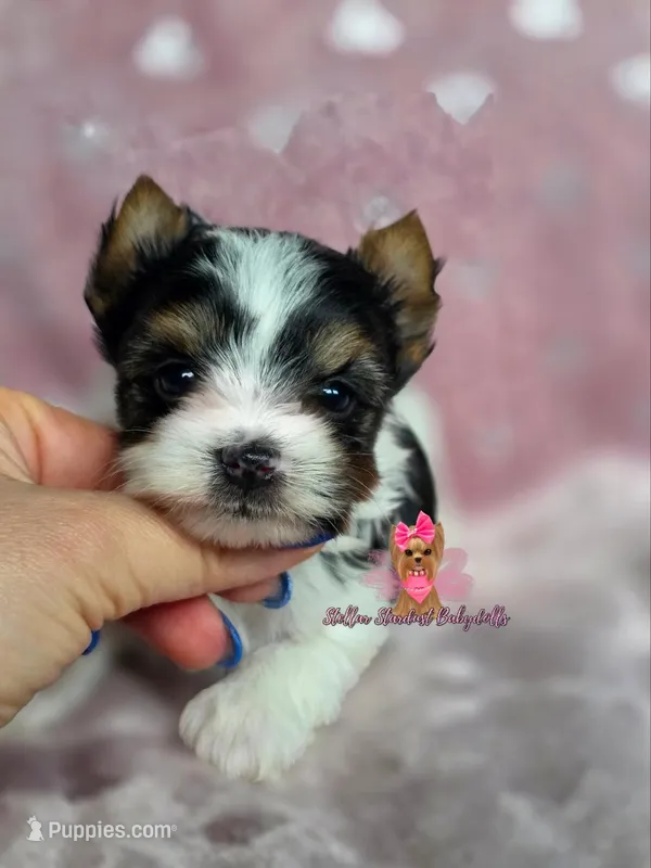 Tiny Gianna – Biewer puppy for sale in Plainfield, IL