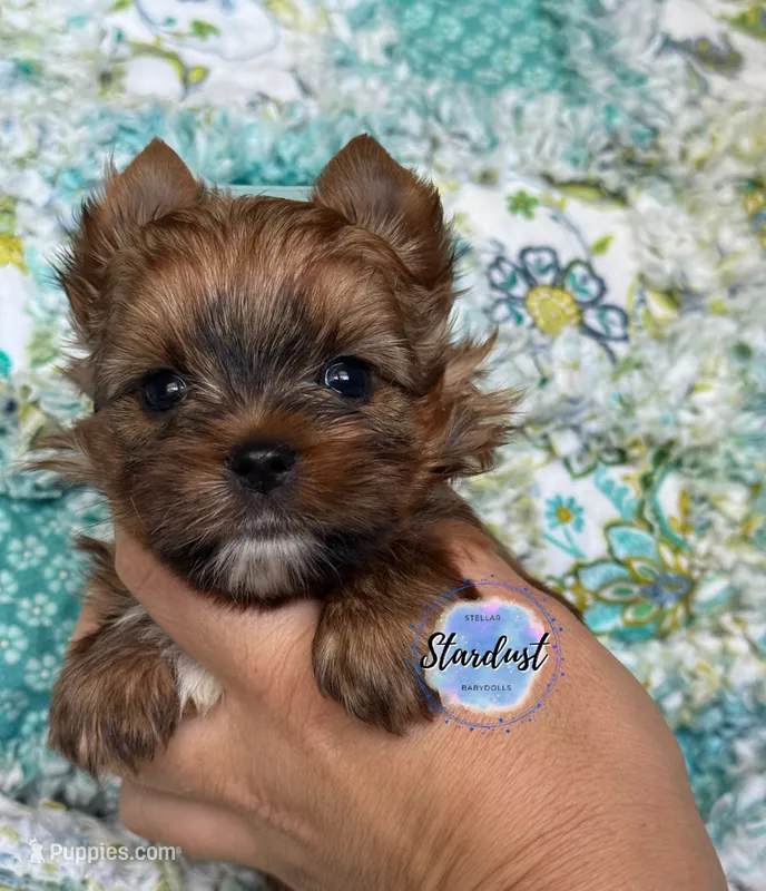 Phoenix – Yorkshire Terrier puppy for sale in Plainfield, IL