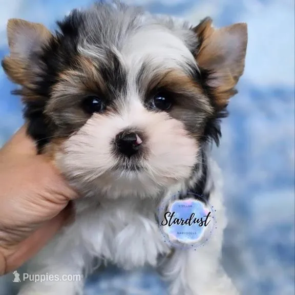 Milo – Yorkshire Terrier puppy for sale in Plainfield, IL