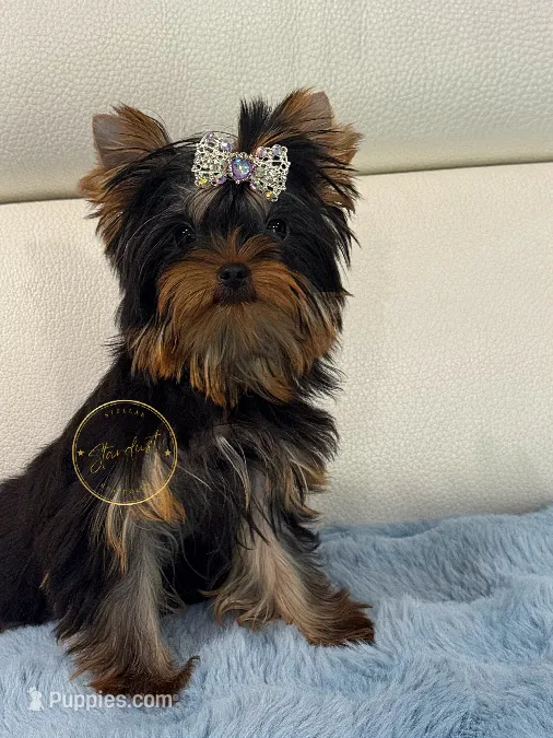 Tiny Molly – Yorkshire Terrier puppy for sale in Plainfield, IL