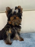 Tiny Molly, a female Yorkshire Terrier for sale in Plainfield, IL – 1 of 1
