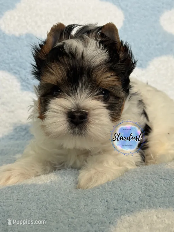 Eli – Biewer puppy for sale in Plainfield, IL
