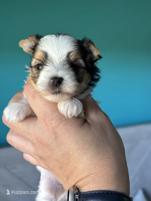Tiny Esme  – Biewer puppy for sale in Plainfield, IL