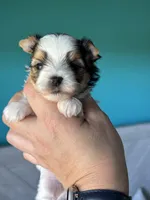 Tiny Esme , a female Biewer for sale in Plainfield, IL – 1 of 1