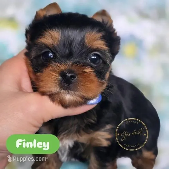 Finley – Yorkshire Terrier puppy for sale in Plainfield, IL