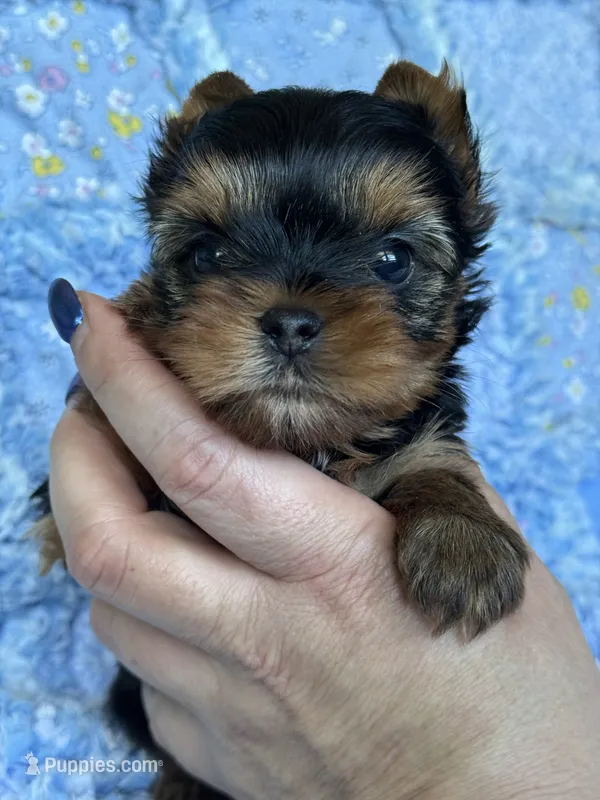 Griffin – Yorkshire Terrier puppy for sale in Plainfield, IL