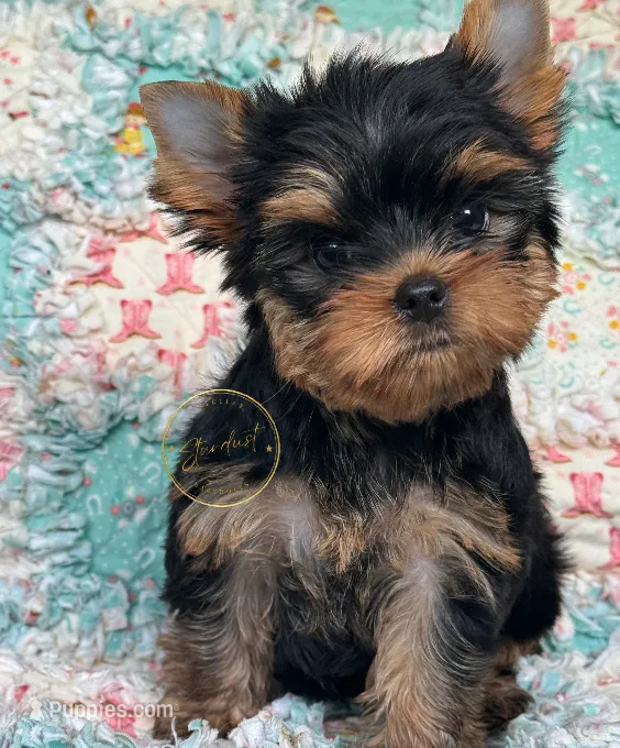 Zoe – Yorkshire Terrier puppy for sale in Plainfield, IL