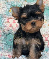 Zoe, a female Yorkshire Terrier for sale in Plainfield, IL – 1 of 1