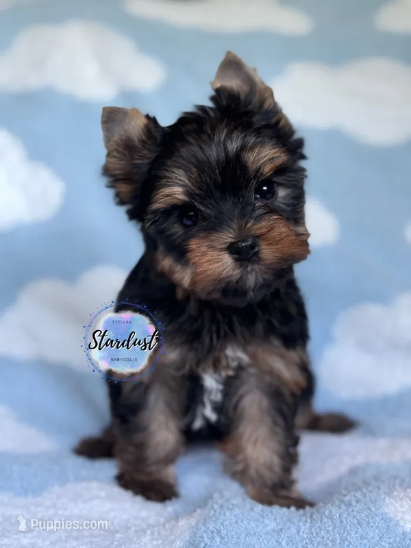 Milo – Yorkshire Terrier puppy for sale in Plainfield, IL