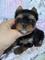 Tiny Gianna, a female Yorkshire Terrier for sale in Plainfield, IL – 1 of 1
