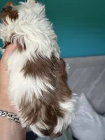 Pax blue eyes, a male Yorkshire Terrier for sale in Plainfield, IL – 2 of 2