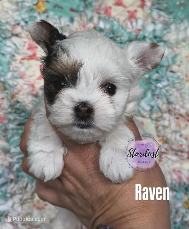 XS Raven – Biewer puppy for sale in Plainfield, IL