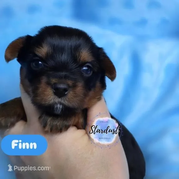 Finn – Yorkshire Terrier puppy for sale in Plainfield, IL