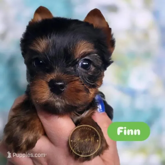 Finn – Yorkshire Terrier puppy for sale in Plainfield, IL