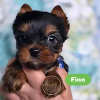 Finn, a male Yorkshire Terrier for sale in Plainfield, IL – 1 of 1