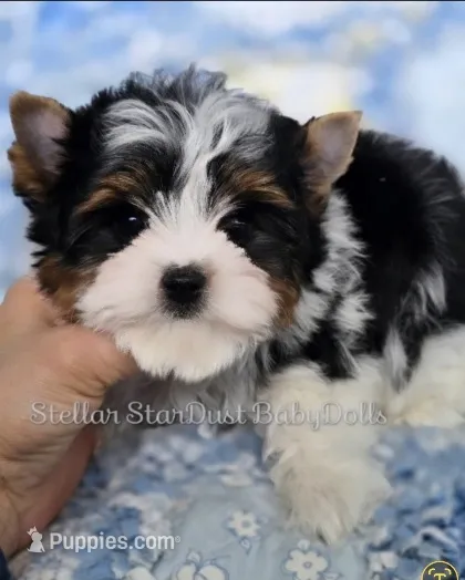 Loki – Biewer puppy for sale in Plainfield, IL