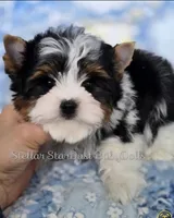 Loki, a male Biewer for sale in Plainfield, IL – 1 of 1