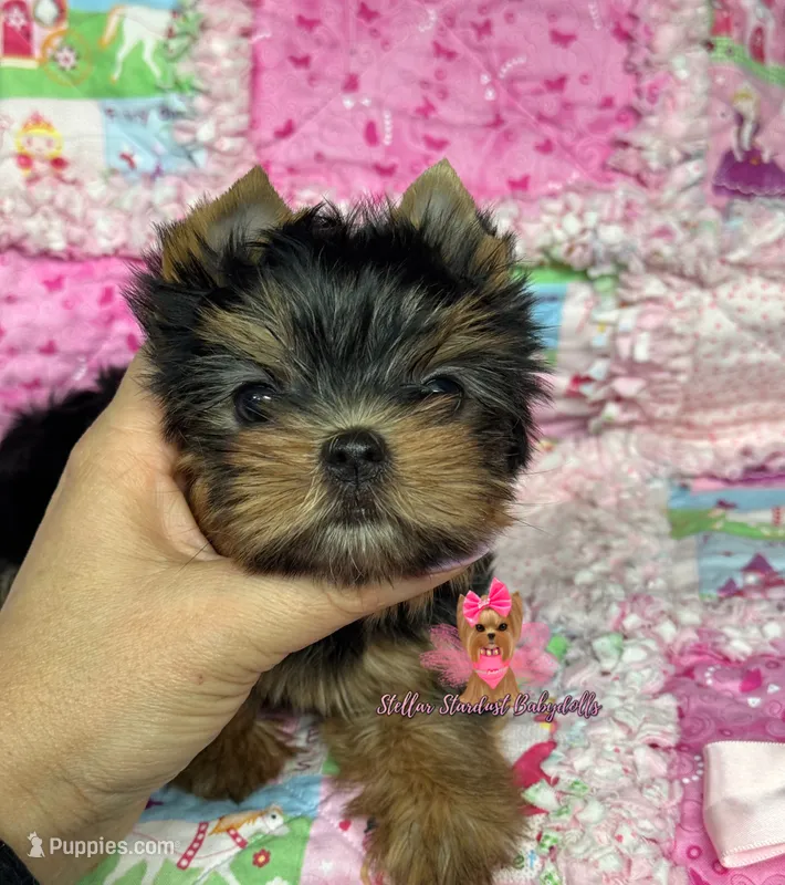 Maya – Yorkshire Terrier puppy for sale in Plainfield, IL