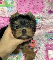 Maya, a female Yorkshire Terrier for sale in Plainfield, IL – 1 of 1