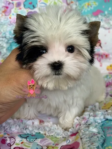 XXS Gigi – Biewer puppy for sale in Plainfield, IL