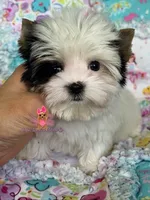 XXS Gigi, a female Biewer for sale in Plainfield, IL – 1 of 1