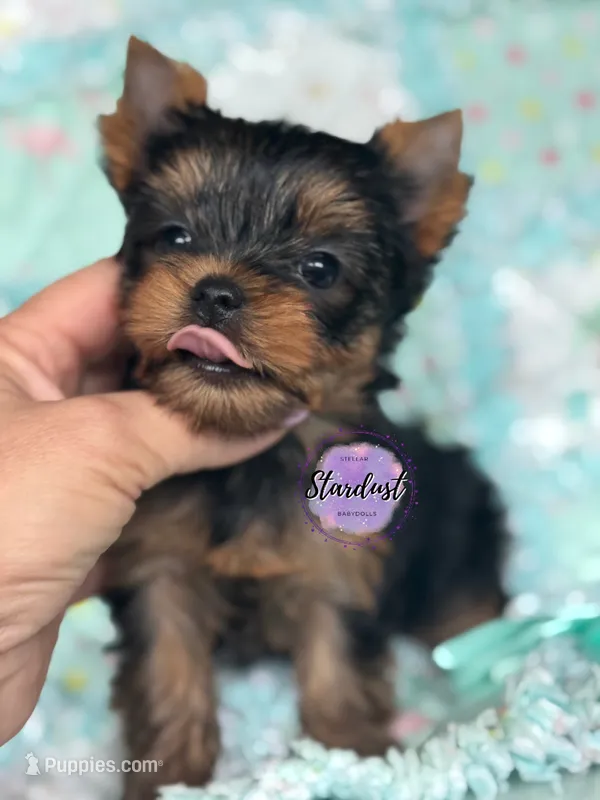 Willow – Yorkshire Terrier puppy for sale in Plainfield, IL