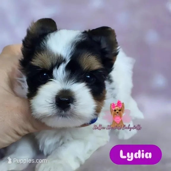 Lydia – Biewer puppy for sale in Plainfield, IL