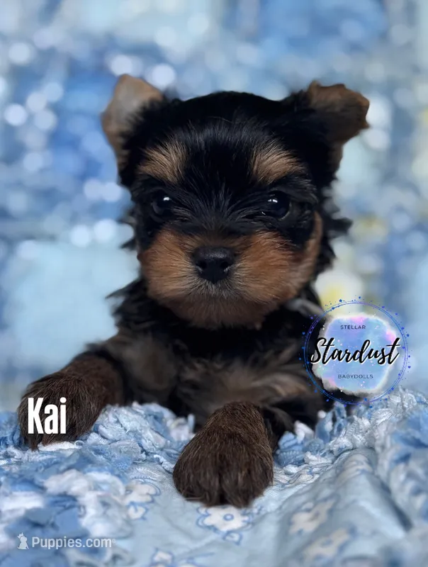 Kai  – Yorkshire Terrier puppy for sale in Plainfield, IL