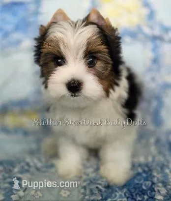 Loki – Biewer puppy for sale in Plainfield, IL