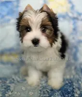 Loki, a male Biewer for sale in Plainfield, IL – 1 of 1