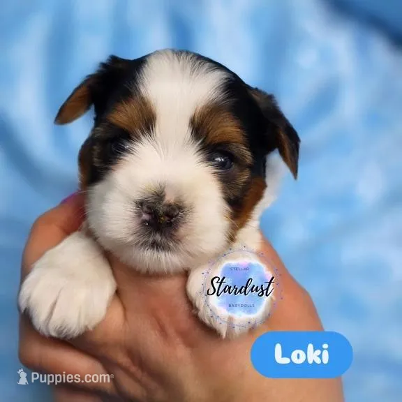 Loki – Biewer puppy for sale in Plainfield, IL