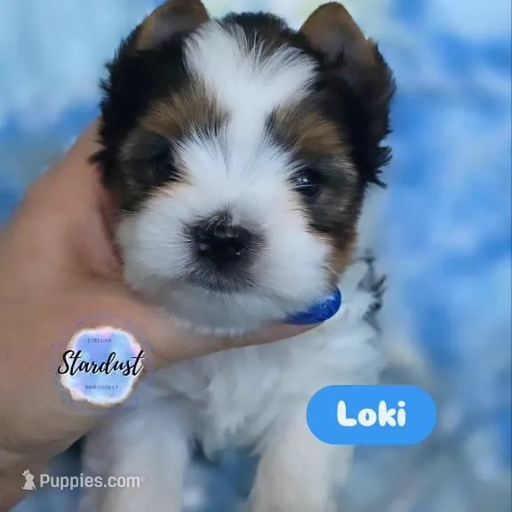 Loki – Biewer puppy for sale in Plainfield, IL