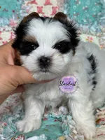 Erin, a female Biewer for sale in Plainfield, IL – 1 of 1