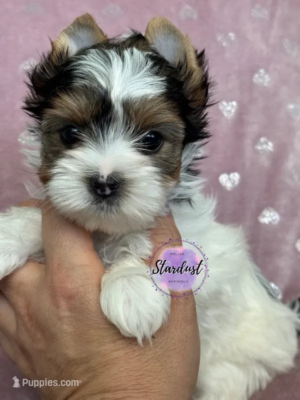 Lulu, a female Biewer for sale in Plainfield, IL – 1 of 1
