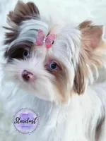 Tiny Blue eye Lily, a female Yorkshire Terrier for sale in Plainfield, IL – 1 of 1