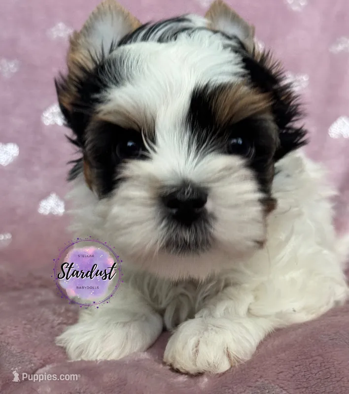 Livy – Biewer puppy for sale in Plainfield, IL