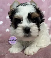 Livy, a female Biewer for sale in Plainfield, IL – 1 of 1