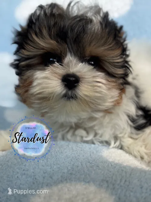 Eli – Biewer puppy for sale in Plainfield, IL