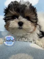Eli, a male Biewer for sale in Plainfield, IL – 1 of 1