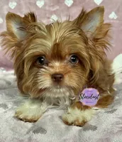 Tiny Kona, a female Yorkshire Terrier for sale in Plainfield, IL – 1 of 1