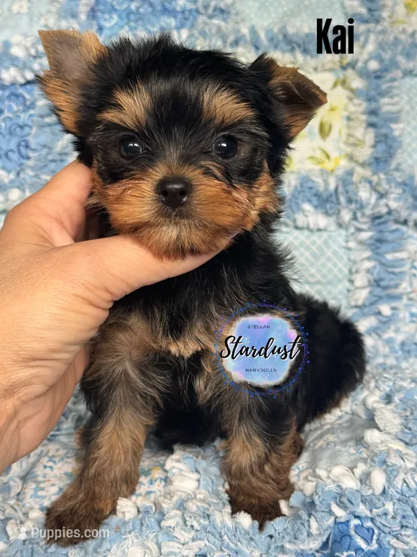 Kai  – Yorkshire Terrier puppy for sale in Plainfield, IL