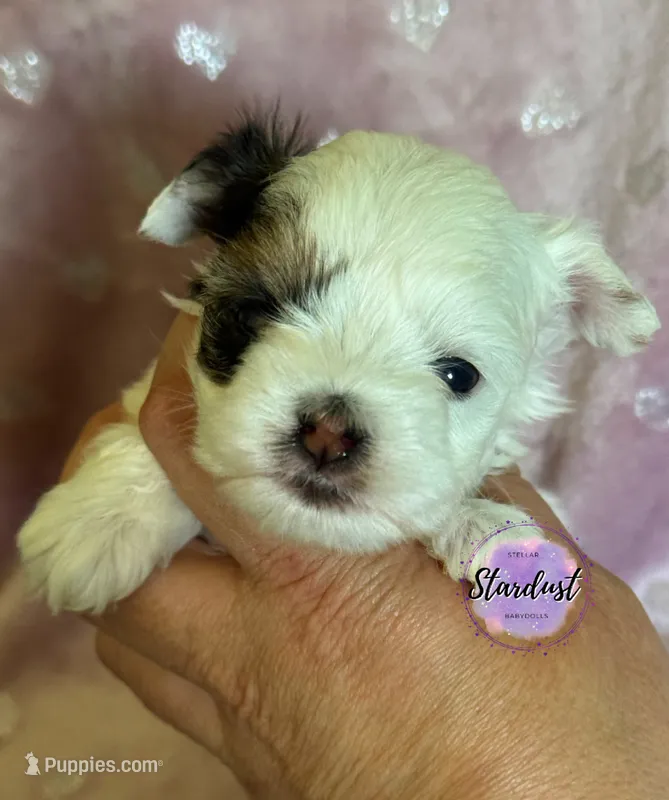 XS Raven – Biewer puppy for sale in Plainfield, IL