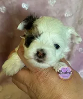 XS Raven, a female Biewer for sale in Plainfield, IL – 1 of 1